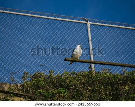 Seagull perched on wood in front of a chainlink fence