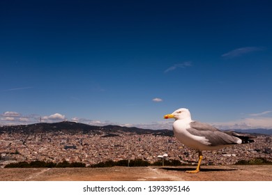 Seagull Perching On Wall Against Cityscape. A View Of Barcelona From Montjuïc Castle, Blue Sky, Horizontal Composition, Copy Space.