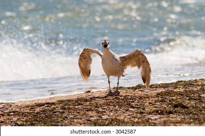 Seagull performing on the beach on Azov beach