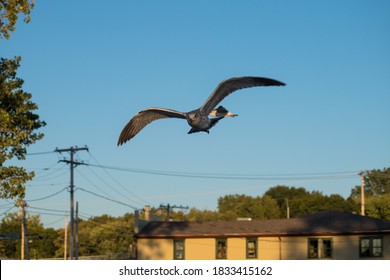 Seagull Photobomb Flying On Blue