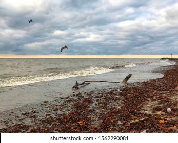 Seagull Photobomb On Lake Erie 
