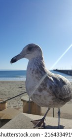 Seagull In Pismo Beach Ca