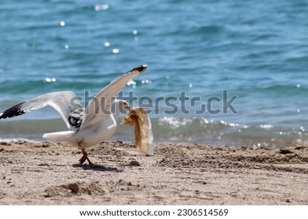Seagull with a plastic bag in the beak on the sea shore. Seagull eat a plastic bag. Microplastic is  food for sea birds. Garbage at ocean. Envo Ocean pollution concept. Environmental warning. 
