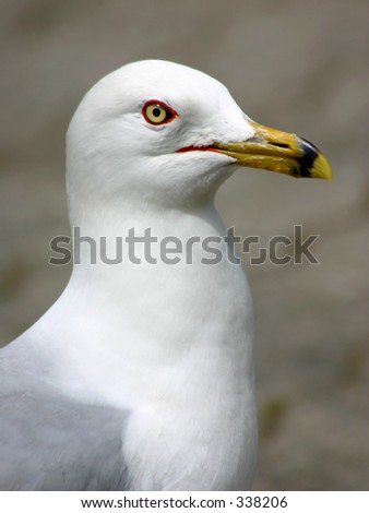 Seagull Portrait