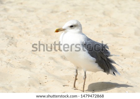 Seagull portrait against beach.Close up view of white bird seagull sitting by the beach.