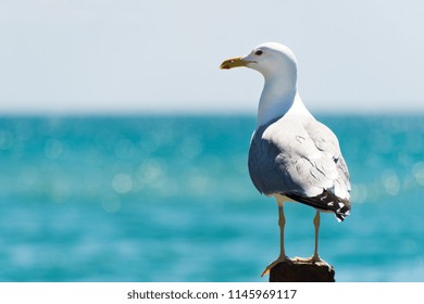 Seagull portrait against sea shore. Close up view of white bird seagull sitting by the beach. Wild seagull with natural blue background.