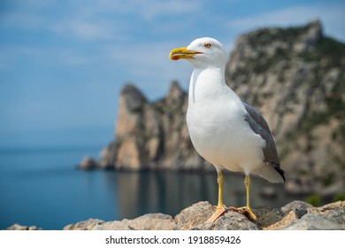 Seagull portrait against sea shore. Wild seagull with natural blue background.