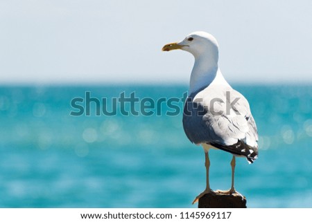 Seagull portrait against sea shore. Close up view of white bird seagull sitting by the beach. Wild seagull with natural blue background.