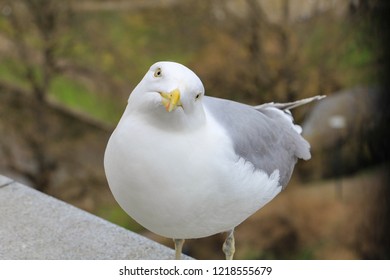 Seagull portrait. The bird is looking straight at the camera - Shutterstock ID 1218555679