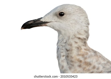 seagull portrait isolated on white background