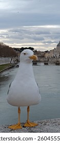 seagull posing at a bridge over river tiber in rome. 