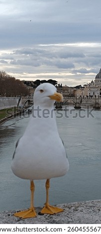 seagull posing at a bridge over river tiber in rome. 