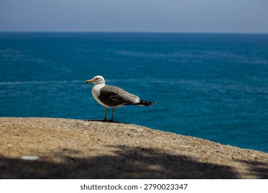 Seagull posing for the camera in front of the sea