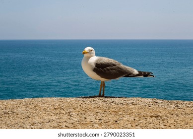 Seagull posing for the camera in front of the sea