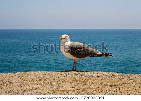 Seagull posing for the camera in front of the sea