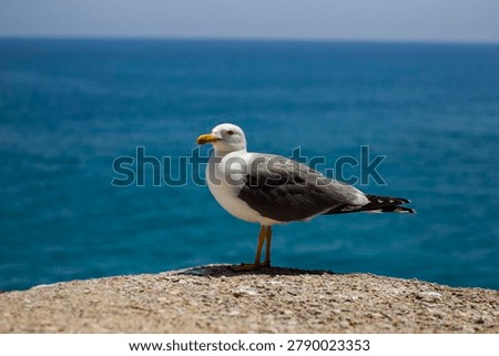 Seagull posing for the camera in front of the sea