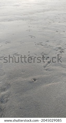 Seagull Prints in the sand