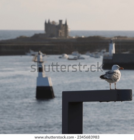 A seagull put on a streetlight looking at the harbor in Quiberon