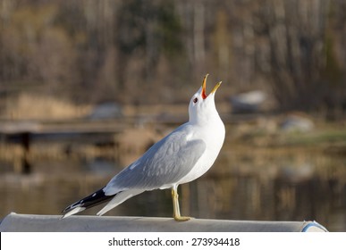 Seagull raising it's head and screaming  when a seagull competitor passes by