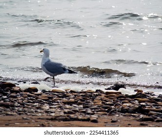 A Seagull is Rambling along the Seashore near JFK Airport - New York - Shutterstock ID 2254411365