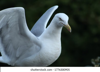 A seagull ready for flight