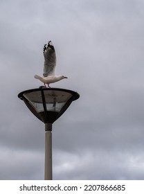 Seagull Ready To Fly Away From Lamp Post. Dunedin; Vertical Format.