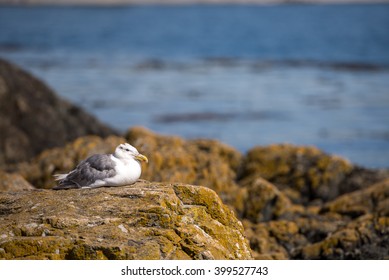 Seagull resting after dinner in the afternoon sun
