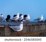 Seagull resting by the ocean on Phillip Island, Australia.