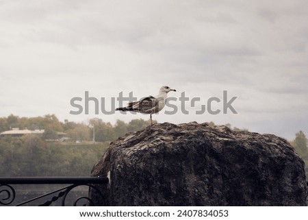 Seagull resting on a rock in Niagara River parkaway in a cloudy day 