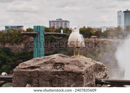 Seagull resting on a rock in Niagara River parkaway in a cloudy day.Behind the seagull there is a view of the American coast of Niagara falls