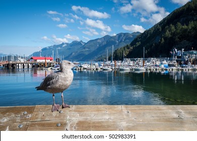 Seagull resting on a wooden railing at Horseshoe Bay Park with Sewell's Marina in the background.  
