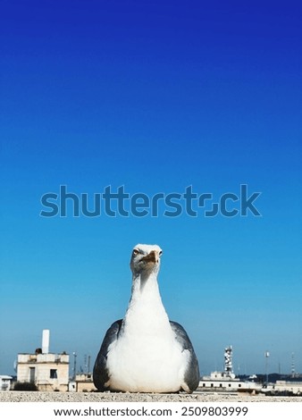 Similar – Foto Bild coolejungs Meer Möwe rau