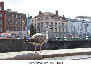 Seagull, River and Bridge, Dublin, Ireland