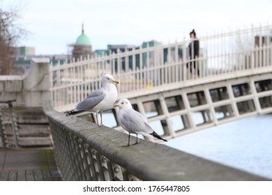 Seagull River Liffey Dublin Ireland