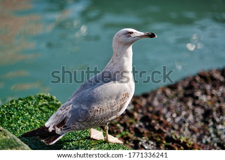 Seagull running on the shore Close up