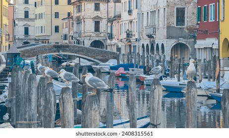 Seagull with scenic view of canal Vena after sunset in charming town of Chioggia, Venetian Lagoon, Veneto, Italy. Small boats floating in calm water. Enchanting reflections create tranquil atmosphere - Powered by Shutterstock