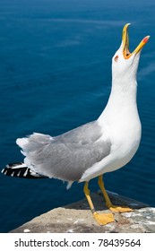 Seagull screaming