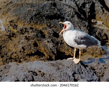 seagull screams on a rock