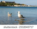 Seagull sea beach. A close-up portrait of a bird standing in the blue water. A minimalist natural composition, a seagull looks directly into the camera and poses. The concept of freedom, rest, privacy