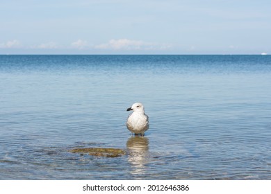 Seagull sea beach. A close-up portrait of a bird standing in the blue water. A minimalist natural composition, a seagull looks directly into the camera and poses. The concept of freedom, rest, privacy