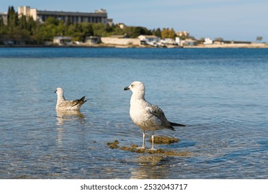 Seagull sea beach. A close-up portrait of a bird standing in the blue water. A minimalist natural composition, a seagull looks directly into the camera and poses. The concept of freedom, rest, privacy - Powered by Shutterstock