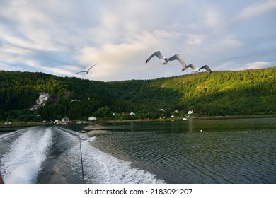 Seagull Sea Bird Predator Angler Fish And Shellfish Northern Europe Norway