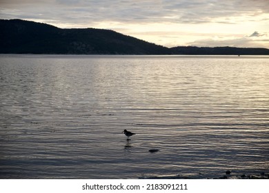 Seagull Sea Bird Predator Angler Fish And Shellfish Northern Europe Norway