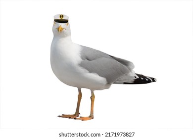 Seagull in sea cap isolated on white background