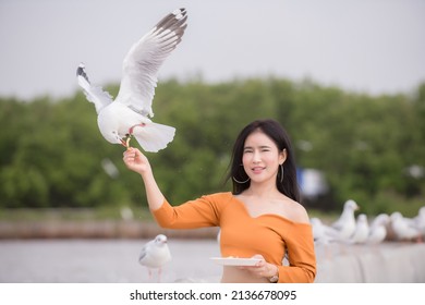 Seagull or seabird is approaching a hand of an Asian woman who is trying to feed them with bird feed on her bare hand. - Powered by Shutterstock