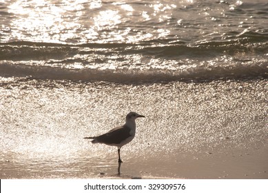 Seagull At The Shore