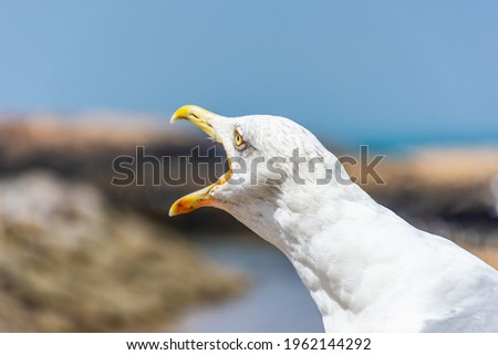 Similar – Image, Stock Photo flock of seagulls