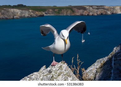 Seagull Showing Off While Standing On The Rock By The Sea / Cliffs At Pointe De Pen Hir, Crozon, Brittany, France / Natural Park Armorique