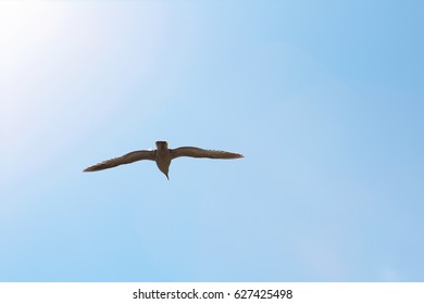 Seagull Silhouette Soaring In The Sun