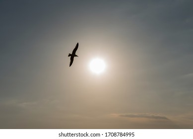 Seagull Silouette Flying High In The Sky With The Sky And The Setting Sun Colored Orange-brown Matte